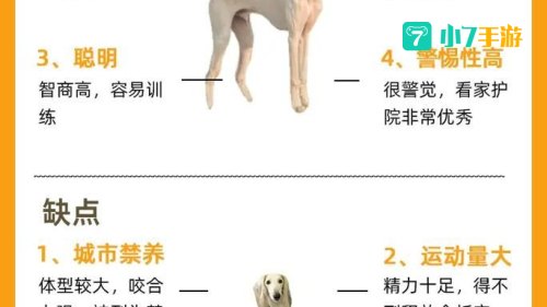 细狗网络用语什么意思