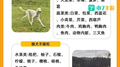 细狗网络用语什么意思