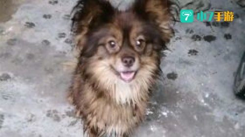 跳跳犬