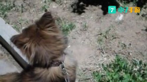 跳跳犬