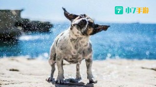跳跳犬